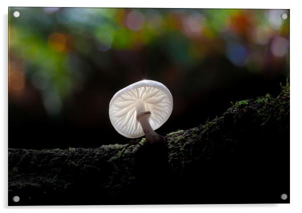 Porcelain fungus Oudemansiella mucida. Acrylic by Leighton Collins