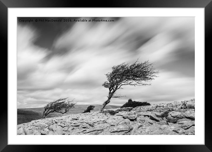 Windswept Trees, the Yorkshire Dales Framed Mounted Print by Phil MacDonald