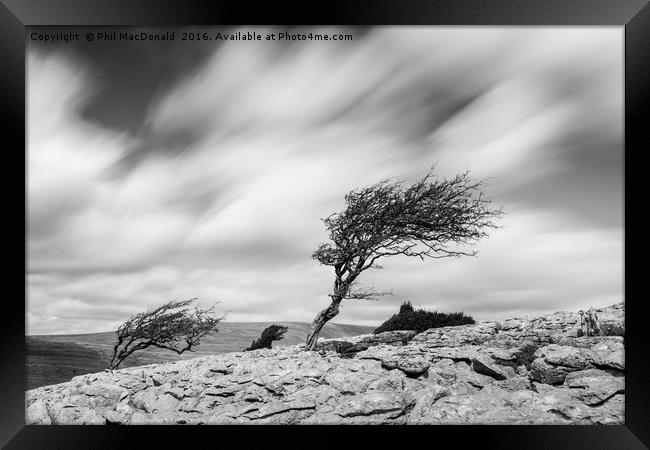 Windswept Trees, the Yorkshire Dales Framed Print by Phil MacDonald