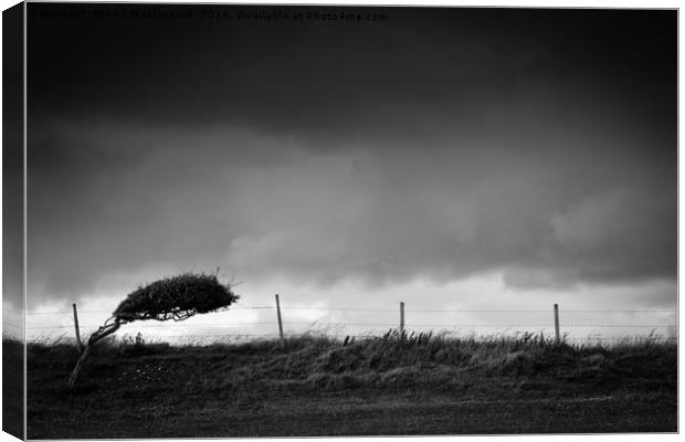 Windswept Tree, Dorset Canvas Print by Phil MacDonald