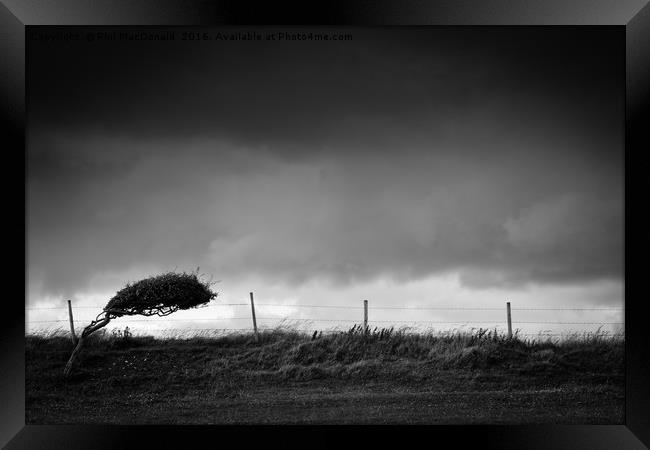 Windswept Tree, Dorset Framed Print by Phil MacDonald
