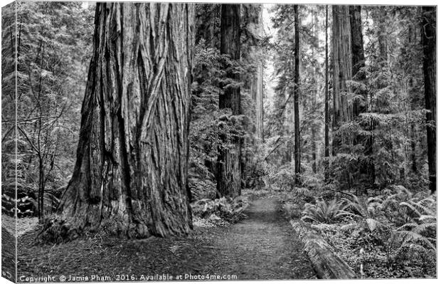 The beautiful and massive giant redwoods, Sequoia  Canvas Print by Jamie Pham