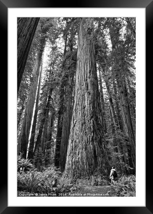 The beautiful and massive giant redwoods, Sequoia  Framed Mounted Print by Jamie Pham