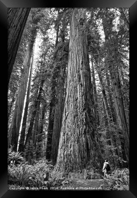 The beautiful and massive giant redwoods, Sequoia  Framed Print by Jamie Pham