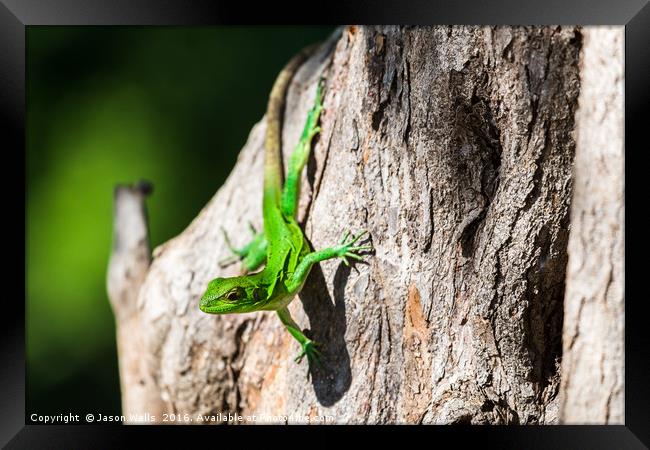 Green spiny lizard on a tree Framed Print by Jason Wells