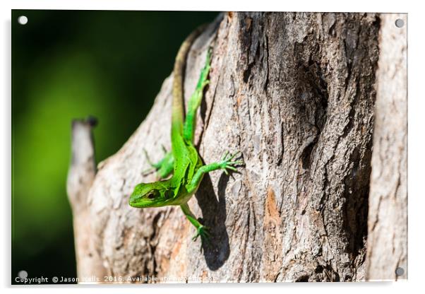 Green spiny lizard on a tree Acrylic by Jason Wells