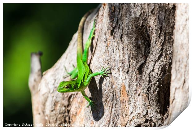 Green spiny lizard on a tree Print by Jason Wells