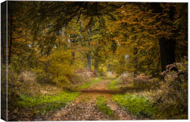 Forever Autumn Canvas Print by Philip Male