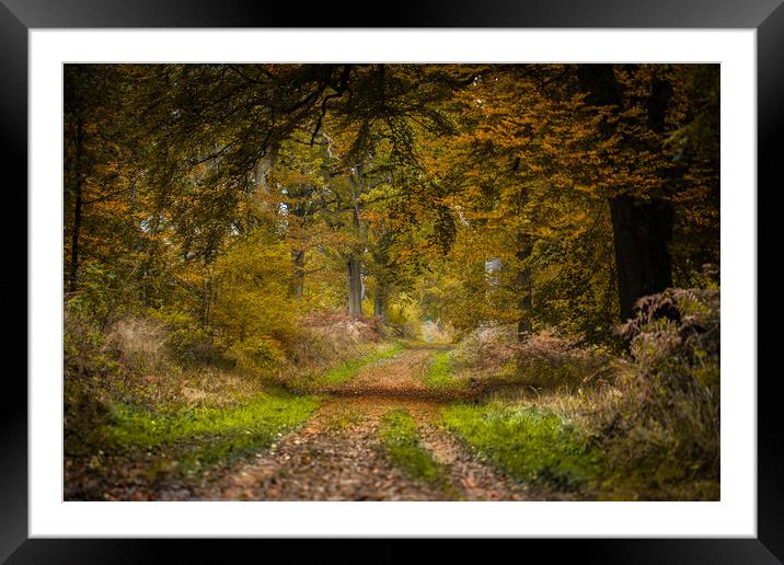 Forever Autumn Framed Mounted Print by Philip Male