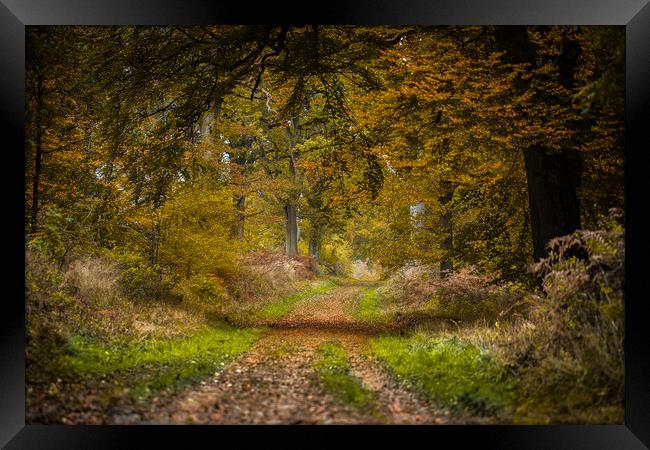 Forever Autumn Framed Print by Philip Male