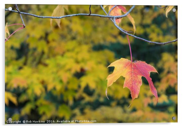 Acer Leaf  Acrylic by Rob Hawkins