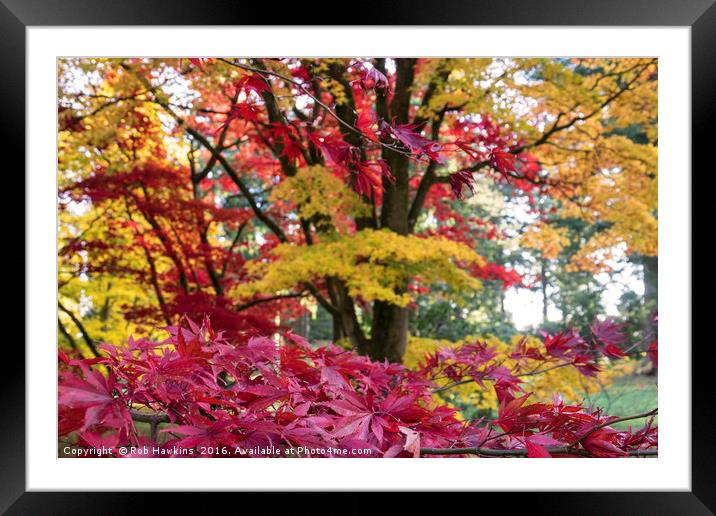 Acer Colours  Framed Mounted Print by Rob Hawkins