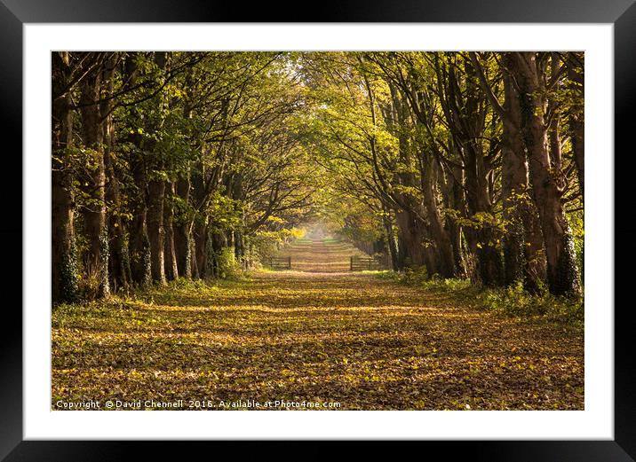 Autumn Causeway Framed Mounted Print by David Chennell