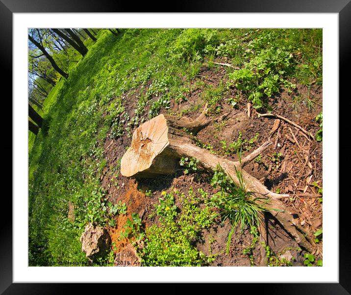 Stump of the cut tree on the edge of the forest Framed Mounted Print by Vladislav Romensky