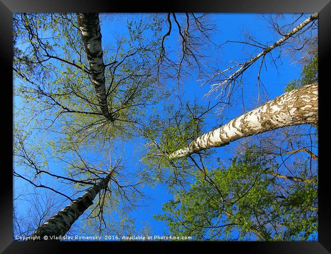 Birch trees on the background of the spring sky -  Framed Print by Vladislav Romensky