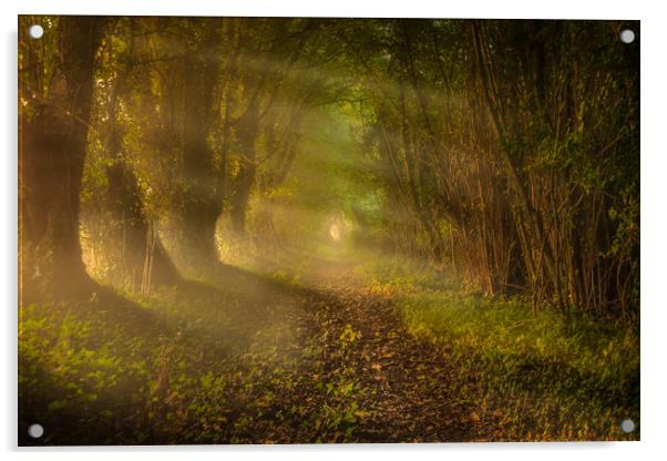 A woodland walk Acrylic by John Allsop