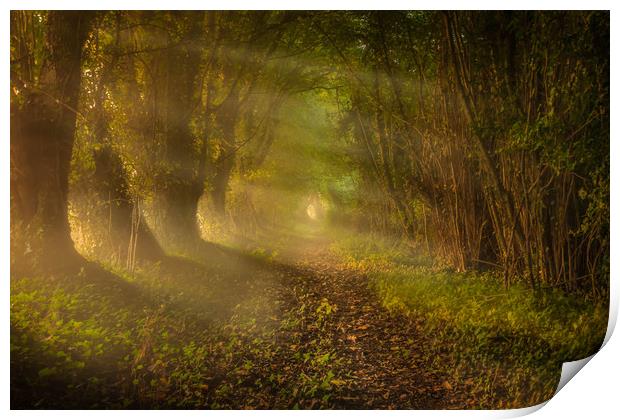 A woodland walk Print by John Allsop
