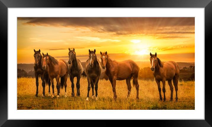 Horses at sunrise Framed Mounted Print by John Allsop
