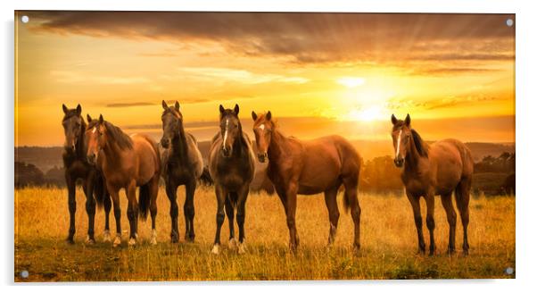 Horses at sunrise Acrylic by John Allsop