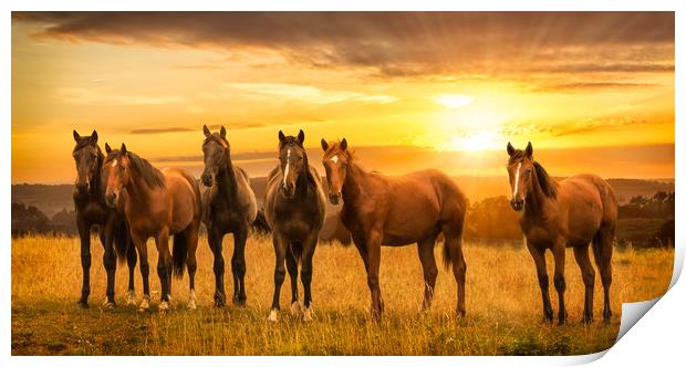 Horses at sunrise Print by John Allsop