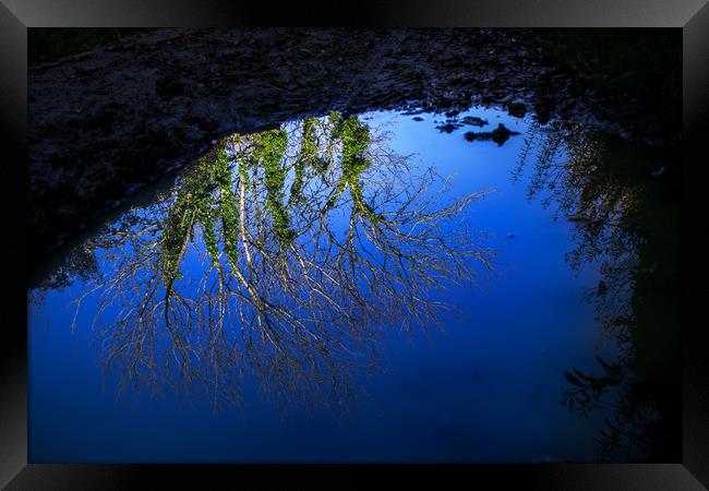 Tree branches, blue sky reflected in water puddle Framed Print by André Jorge