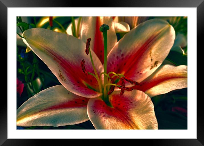 lovely lily Framed Mounted Print by sue davies