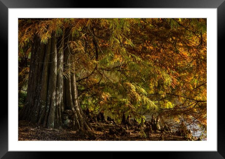 Autumn Light Framed Mounted Print by Tony Sharp LRPS CPAGB