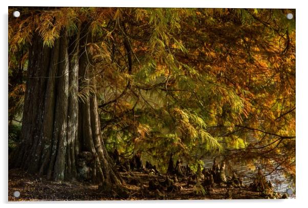 Autumn Light Acrylic by Tony Sharp LRPS CPAGB