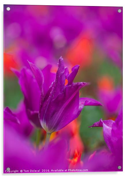 Burgundy tulip Acrylic by Tom Dolezal