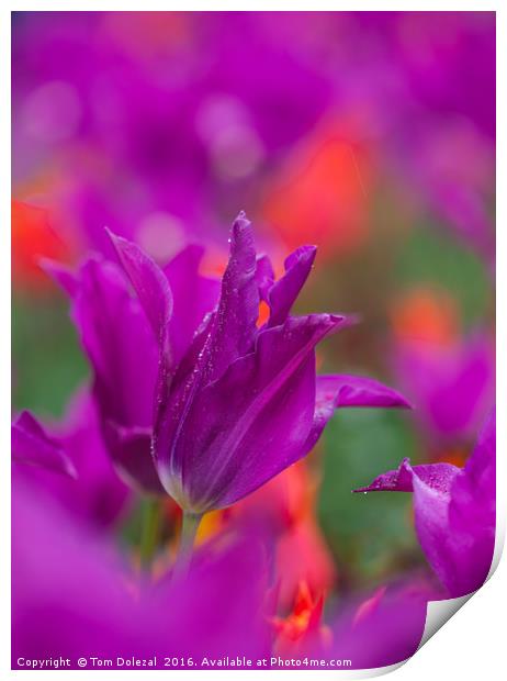 Burgundy tulip Print by Tom Dolezal