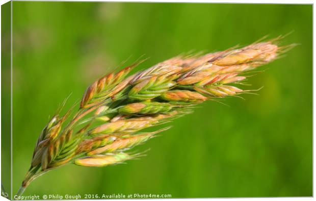 Barley in the field Canvas Print by Philip Gough