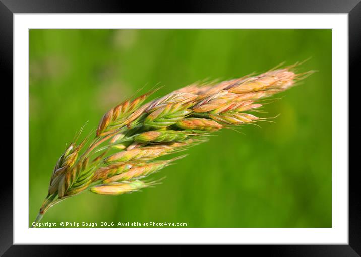 Barley in the field Framed Mounted Print by Philip Gough