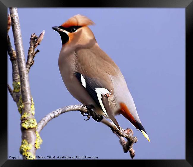 Waxwing Basking In The Sunshine Framed Print by Paul Welsh
