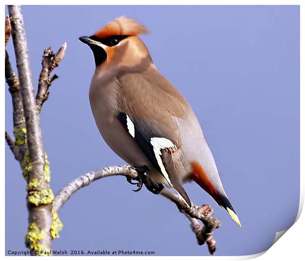 Waxwing Basking In The Sunshine Print by Paul Welsh