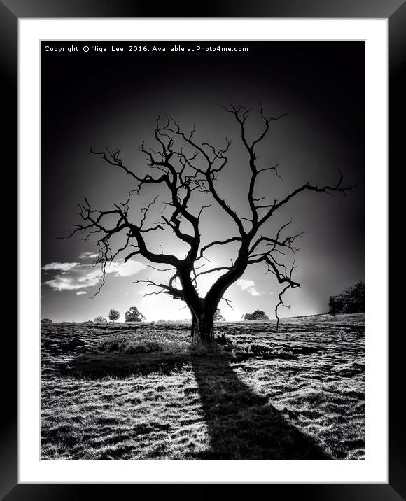 Withered Tree Framed Mounted Print by Nigel Lee