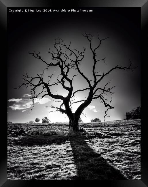 Withered Tree Framed Print by Nigel Lee