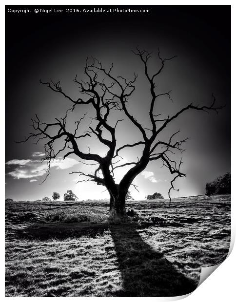 Withered Tree Print by Nigel Lee