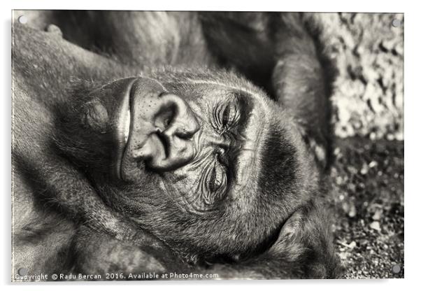Black Gorilla Portrait Acrylic by Radu Bercan