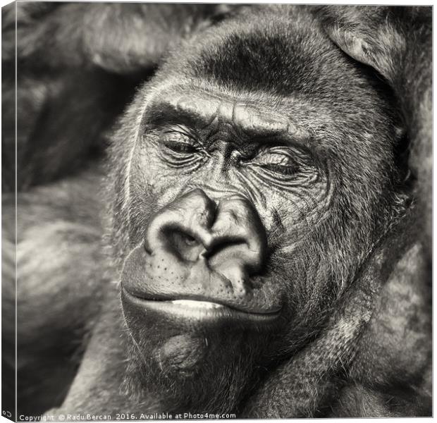 Black Gorilla Portrait Canvas Print by Radu Bercan
