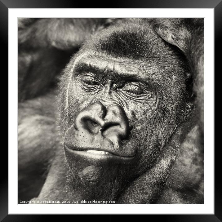 Black Gorilla Portrait Framed Mounted Print by Radu Bercan