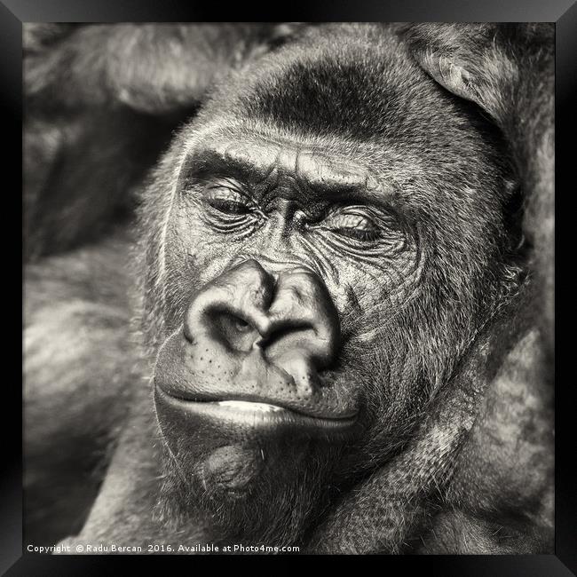 Black Gorilla Portrait Framed Print by Radu Bercan