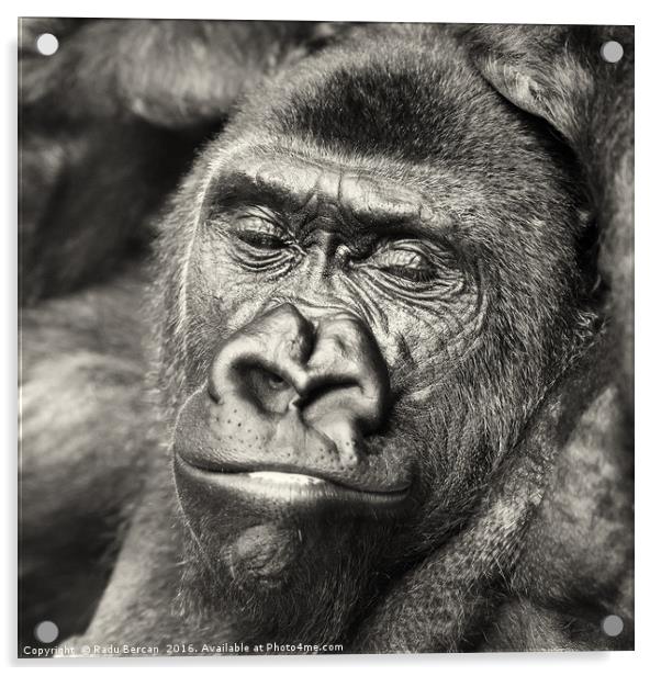 Black Gorilla Portrait Acrylic by Radu Bercan