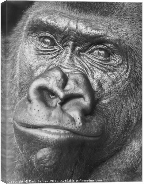 Black Gorilla Portrait Canvas Print by Radu Bercan