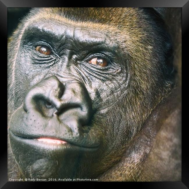 Black Gorilla Portrait Framed Print by Radu Bercan