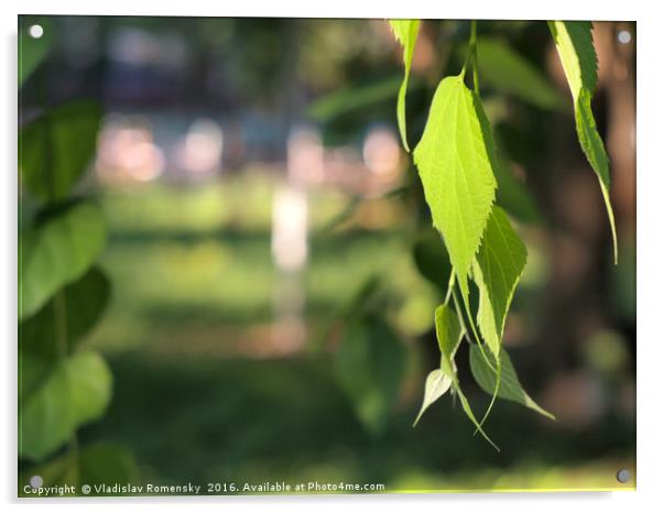 Birch branch with green leaves Acrylic by Vladislav Romensky
