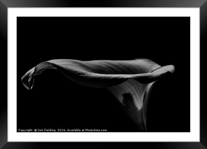 Dark Lily Framed Mounted Print by Iain Fielding