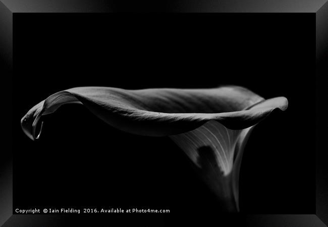 Dark Lily Framed Print by Iain Fielding