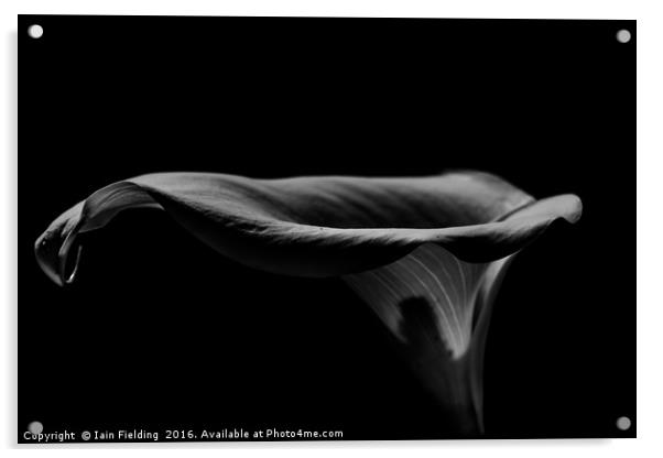 Dark Lily Acrylic by Iain Fielding