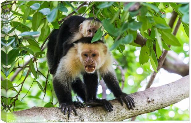 White faced capuchin protecting its baby Canvas Print by Jason Wells