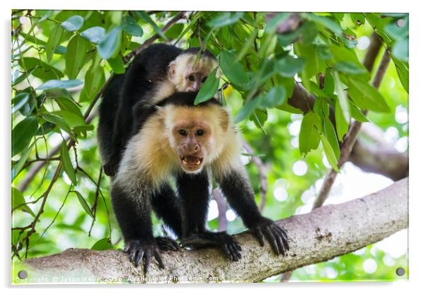White faced capuchin protecting its baby Acrylic by Jason Wells